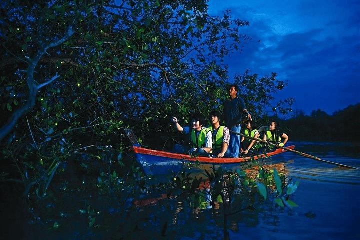 KUALA SELANGOR FIREFLIES TOUR